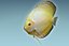 Discus Fish