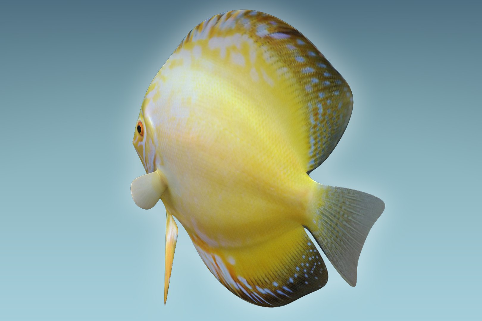 discus fish 3D https://p.turbosquid.com/ts-thumb/U1/L5i3XD/kkIwLLWy/04/jpg/1504674813/1920x1080/fit_q87/dbaf71febde5b8344d7abd3a31142b71fa3b1fdd/04.jpg