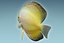 Discus Fish