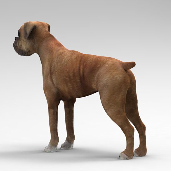 3d model boxer dog