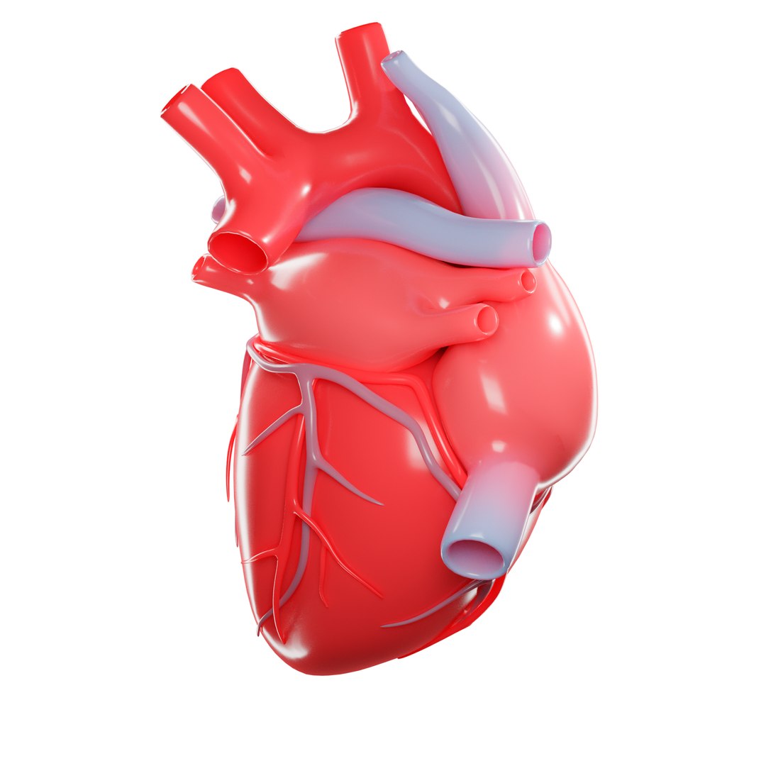 modeled human heart 3D https://p.turbosquid.com/ts-thumb/U1/NKYts5/0DAHuEQr/5/png/1591987908/1920x1080/fit_q87/3a054e918e25f84d2b6cbe5871eaa7f276d1e948/5.jpg