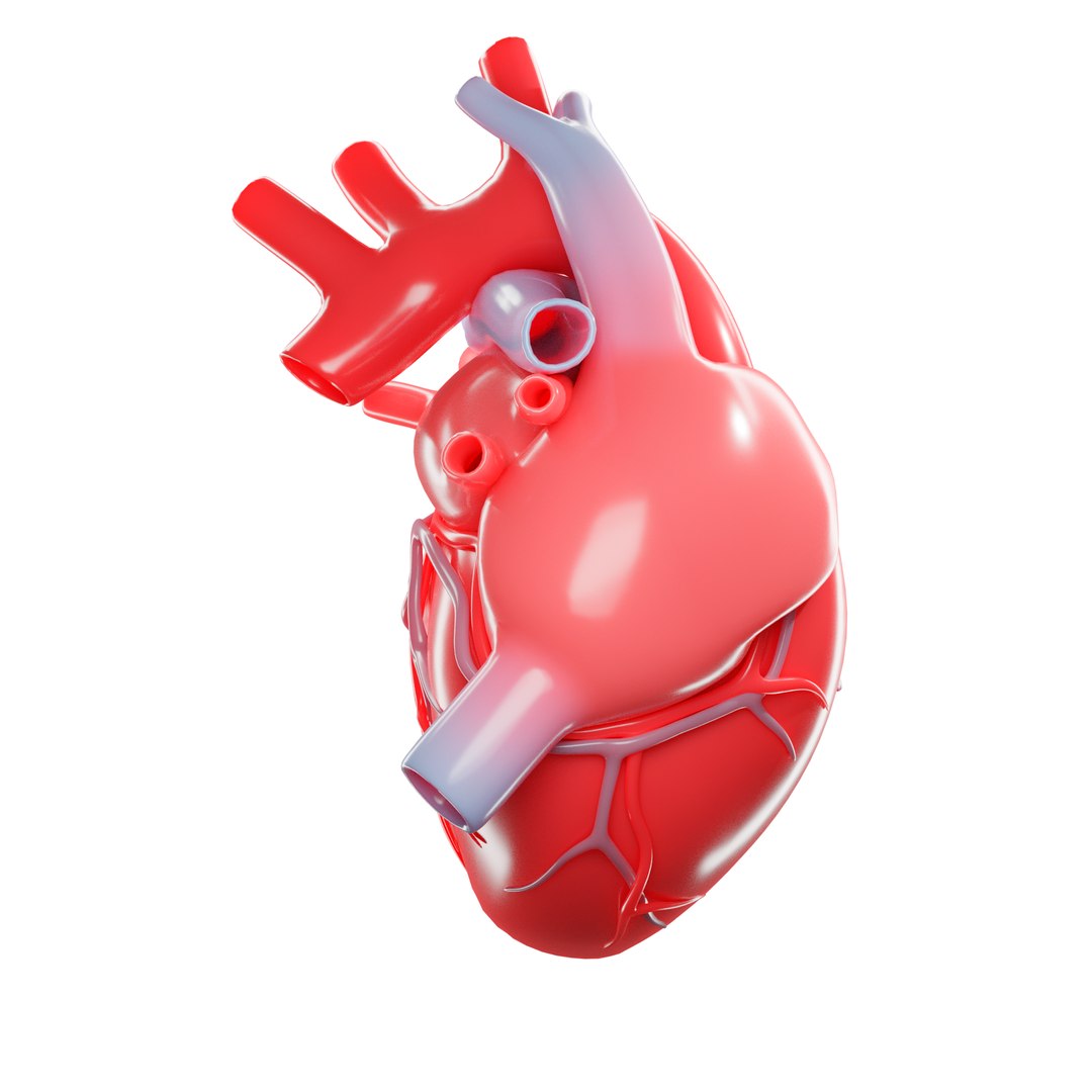 modeled human heart 3D https://p.turbosquid.com/ts-thumb/U1/NKYts5/4cGBPUZr/6/png/1591987909/1920x1080/fit_q87/6457acfd059bbc036dac8bac7c1a1803f9b39cbc/6.jpg