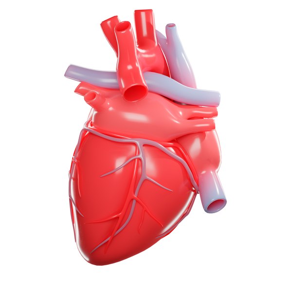 3D human heart - TurboSquid 1423011