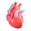 Corazón humano