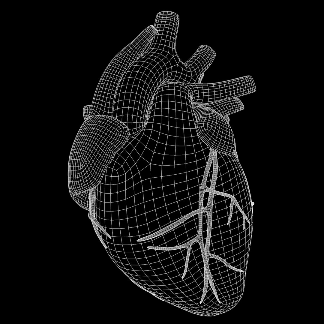 modeled human heart 3D https://p.turbosquid.com/ts-thumb/U1/NKYts5/jiheoQuQ/w1/jpg/1591987909/1920x1080/fit_q87/ca0b99df5112389b35b5798e04d059e115b8a0dd/w1.jpg