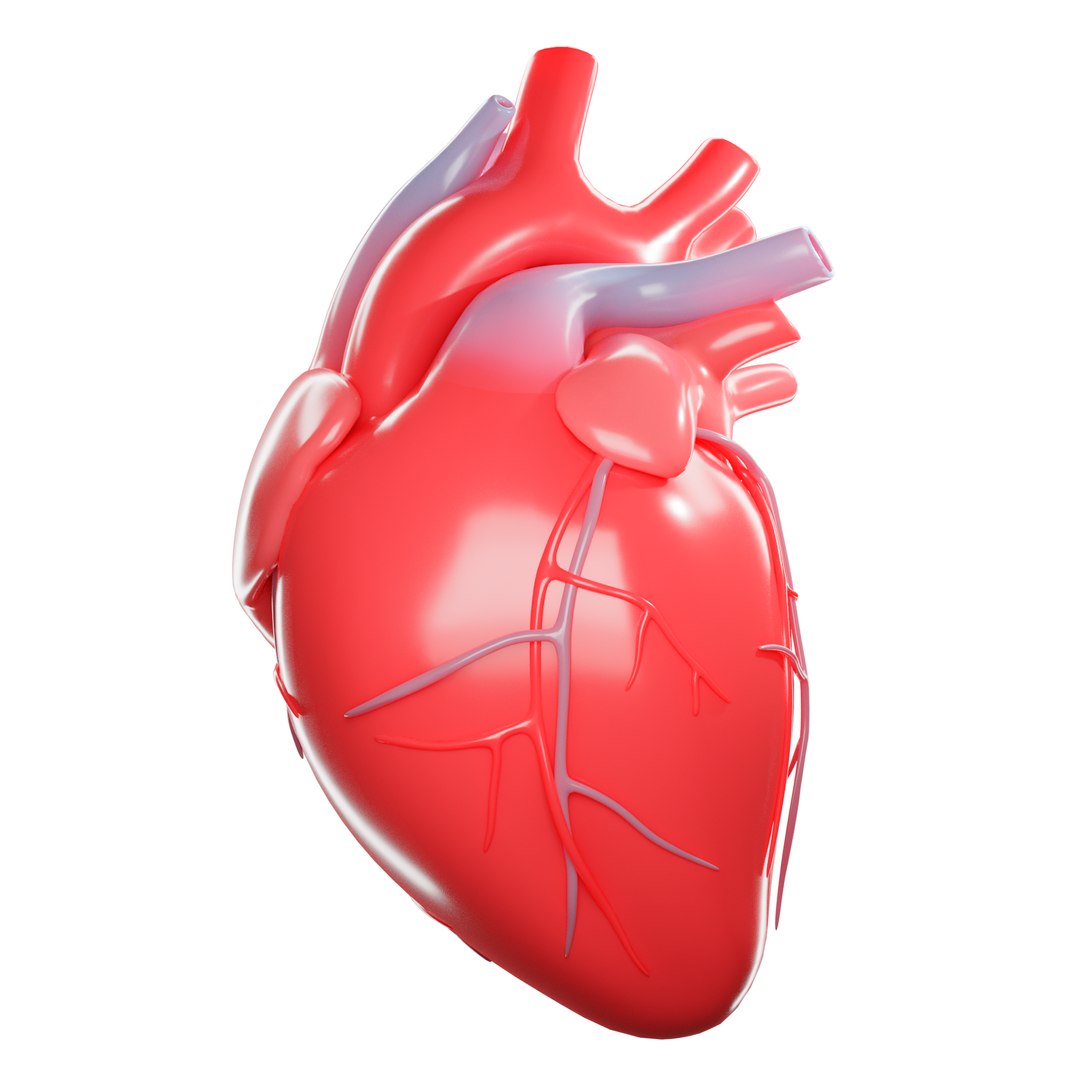 Modeled Human Heart 3D - TurboSquid 1575673