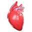 Corazón humano