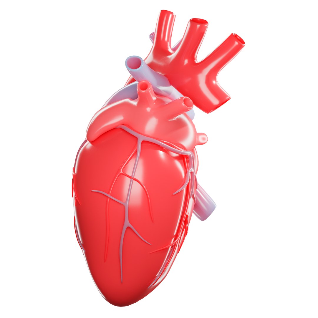 modeled human heart 3D https://p.turbosquid.com/ts-thumb/U1/NKYts5/xxaqgCht/3/png/1591987908/1920x1080/fit_q87/6515af30bb4983f1d4064ed30732329700ee2266/3.jpg