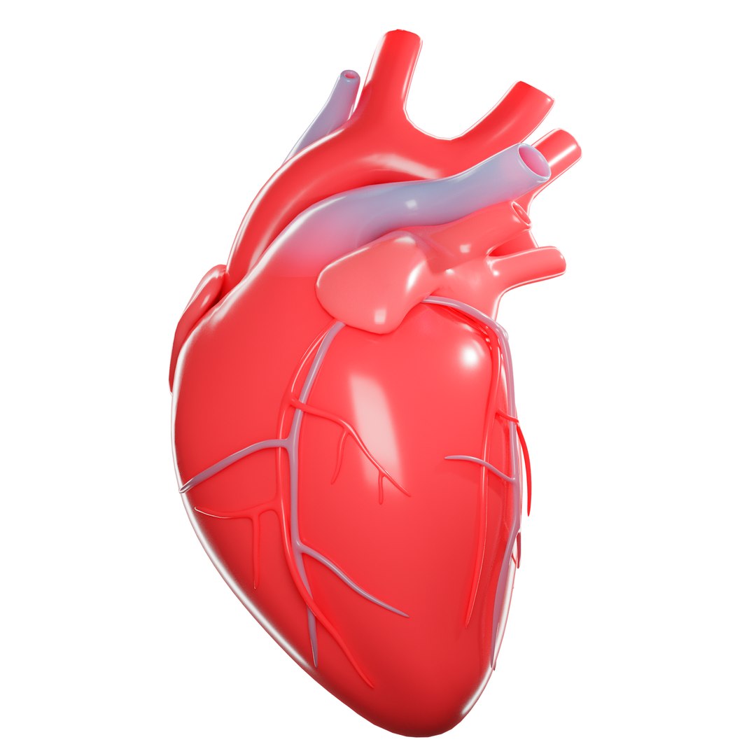 Modeled Human Heart 3D - TurboSquid 1575673