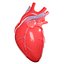 Corazón humano