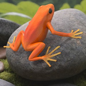 Malagasy Poison Frog 3D model