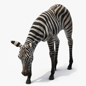 Plains Zebra Foal Eating