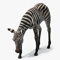 Plains Zebra Foal Eating