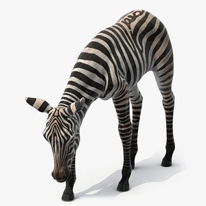 Plains Zebra Foal Eating