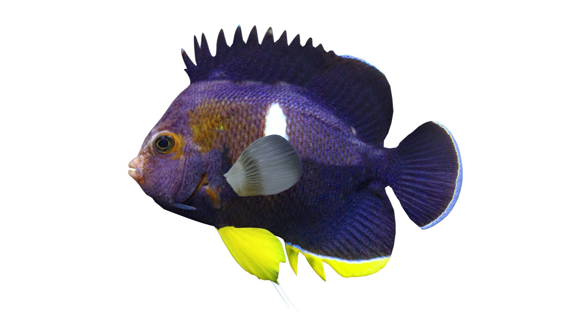Centropyge Keyhole Angelfish 3D https://p.turbosquid.com/ts-thumb/U1/cy2SpK/15/3/jpg/1774416415/1920x1080/fit_q87/69d2a6276af0653bd7d7c10a1826dad31b9111ba/3.jpg