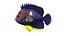 Centropyge Keyhole Angelfish