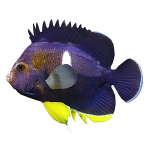 Centropyge Keyhole Angelfish 3D