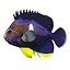 Centropyge Keyhole Angelfish