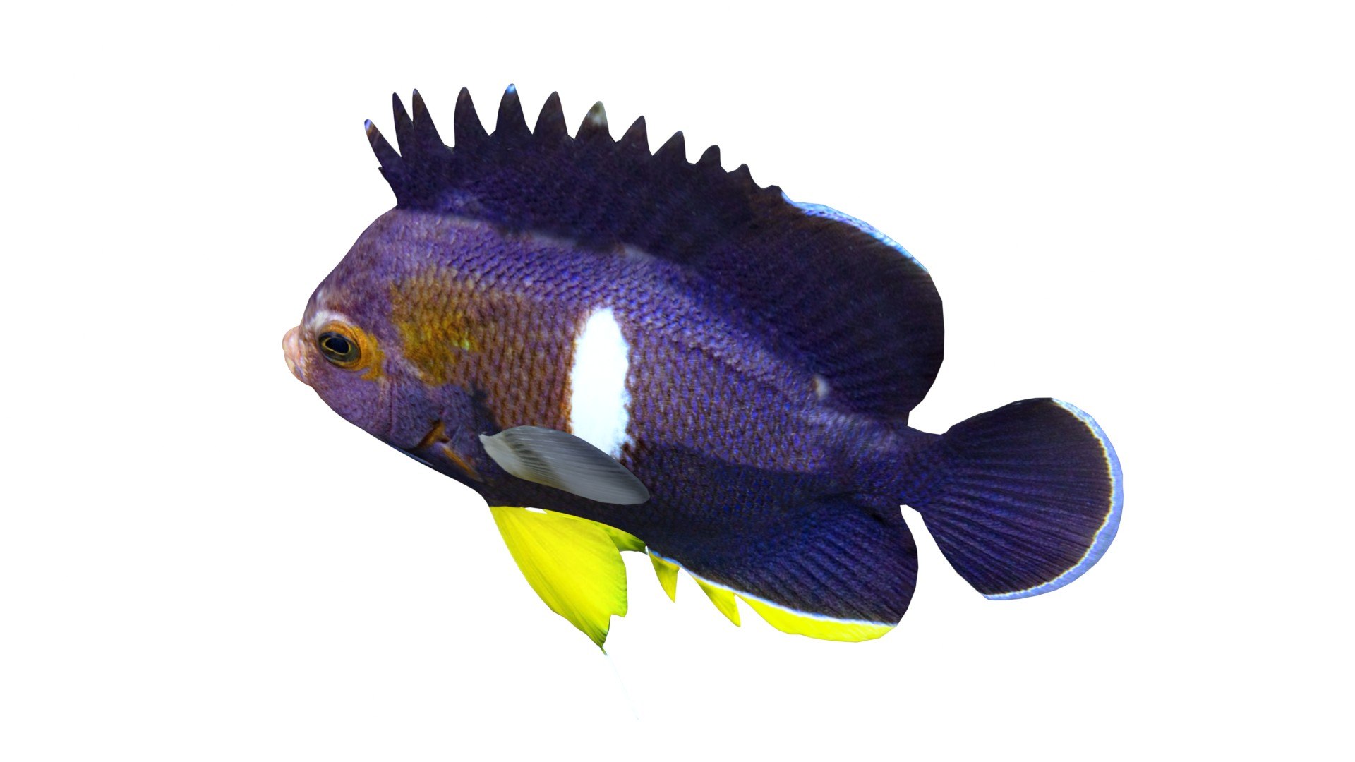 Centropyge Keyhole Angelfish 3D https://p.turbosquid.com/ts-thumb/U1/cy2SpK/7o/4/jpg/1774416416/1920x1080/fit_q87/178f69bc2777732fd1e80120758bcb81b4f299d6/4.jpg
