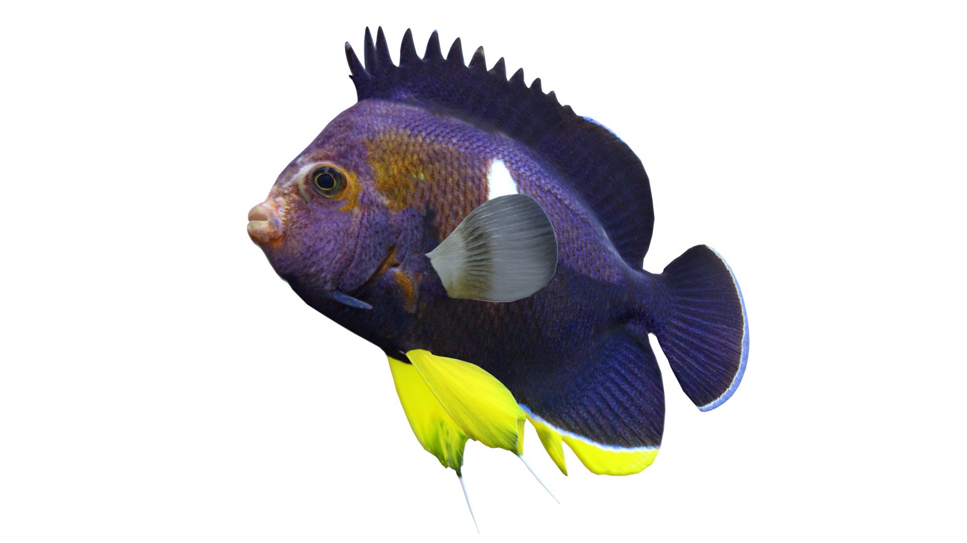 Centropyge Keyhole Angelfish 3D https://p.turbosquid.com/ts-thumb/U1/cy2SpK/GF/5/jpg/1774416417/1920x1080/fit_q87/2e0ae413f5c77d5a001416bd2ae56af16fbadc30/5.jpg