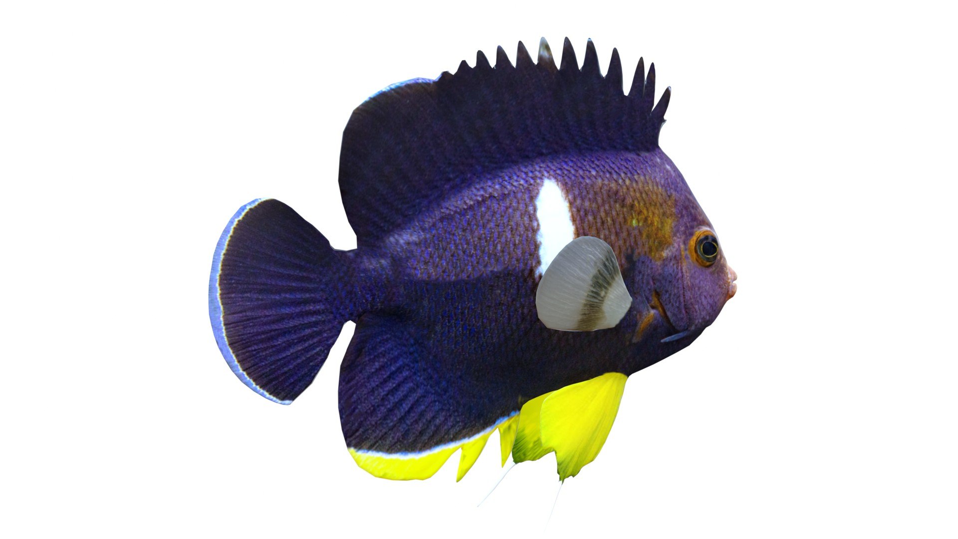 Centropyge Keyhole Angelfish 3D https://p.turbosquid.com/ts-thumb/U1/cy2SpK/SC/2/jpg/1774416414/1920x1080/fit_q87/d49ce8d5eb30b331d2471c6aae518dd1bf386b08/2.jpg