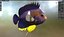 Centropyge Keyhole Angelfish