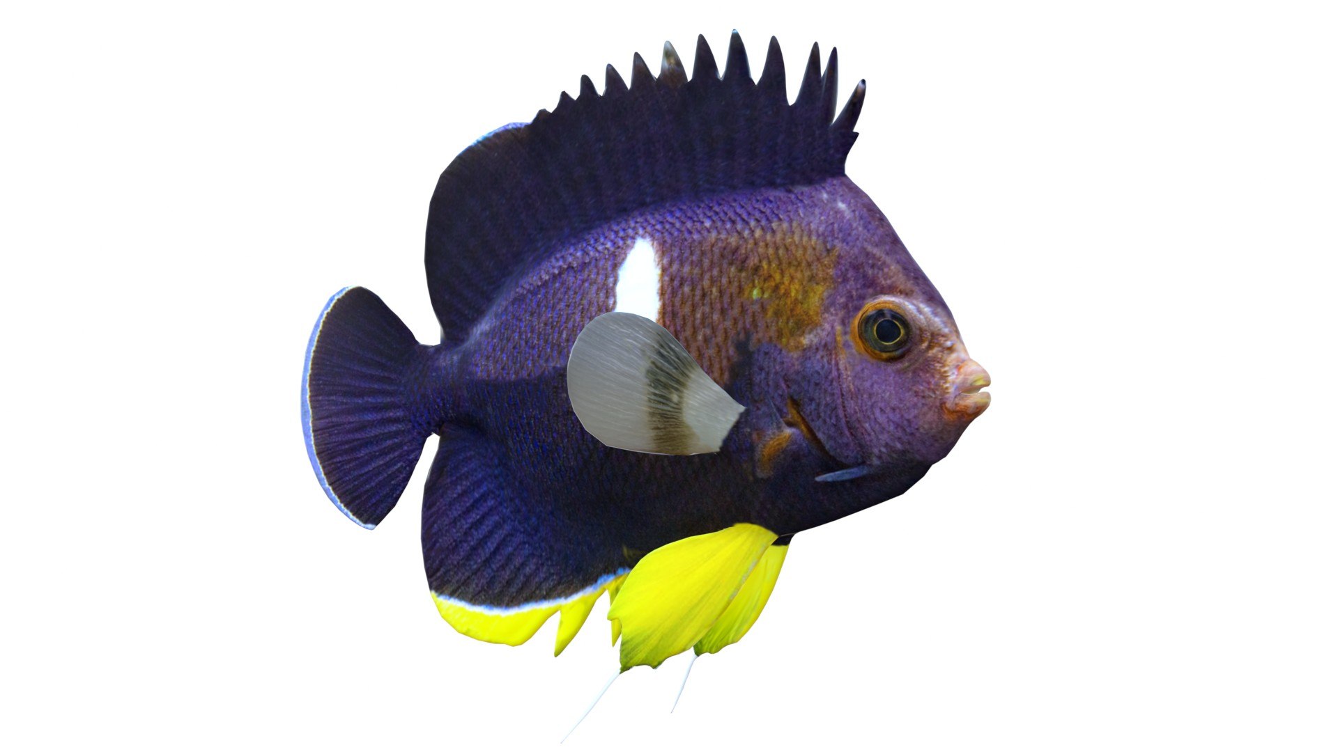 Centropyge Keyhole Angelfish 3D https://p.turbosquid.com/ts-thumb/U1/cy2SpK/jZ/1/jpg/1774416413/1920x1080/fit_q87/a90e88d1d322142ae527b0c6e3aff8000c7af3da/1.jpg