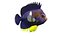 Centropyge Keyhole Angelfish