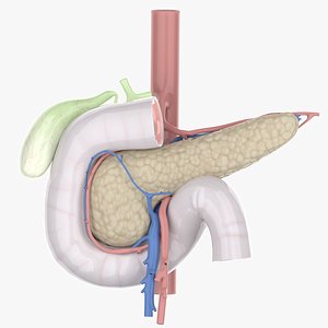 pancreas anatomical 3D model