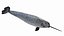 Narwhal Static 3D