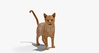 Yellow Domestic CatRigged