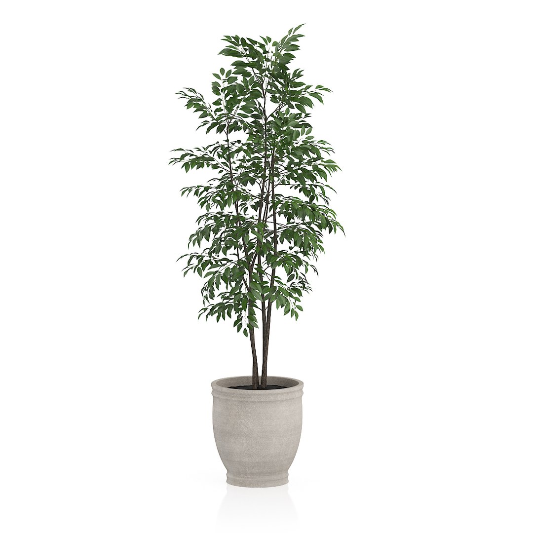 Max Small Tree Stone