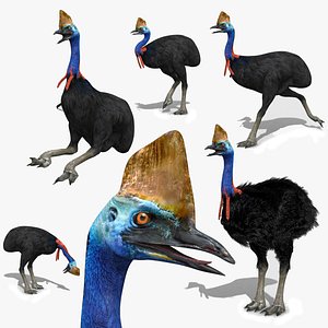 Most Real Cassowary 8K - 3d animated model 3D model