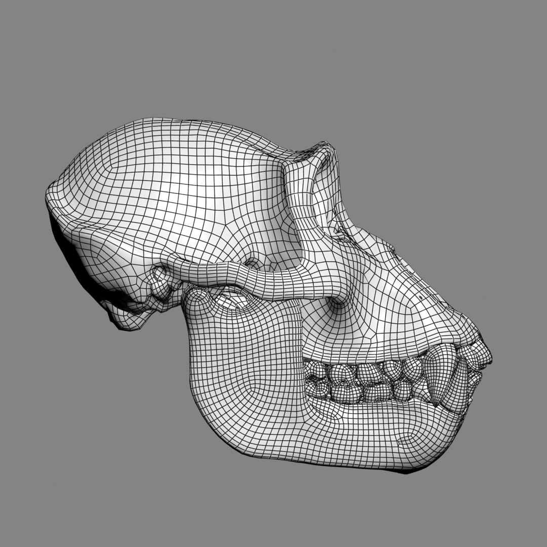 3d Gorilla Skull