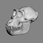 3d Gorilla Skull