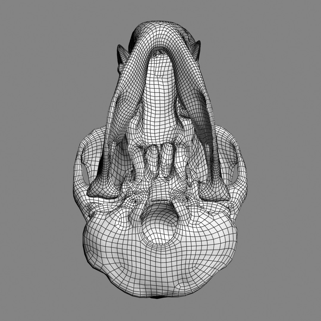 3d Gorilla Skull