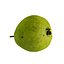 Guava