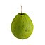 Guava