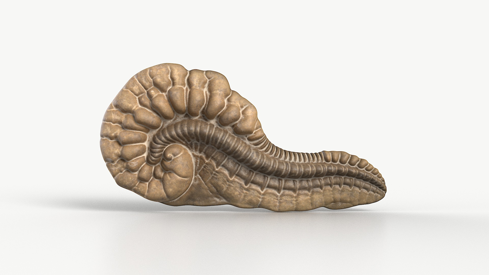 3D Ancient Fossil 2004 Textured Model - TurboSquid 2299684