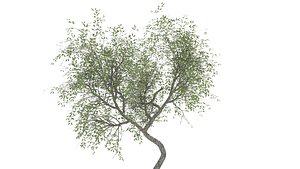 yalda tree 7 3D model