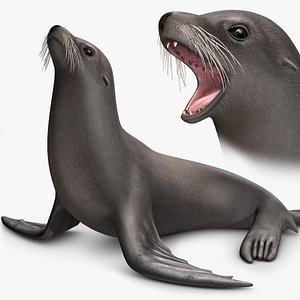Sea Lion