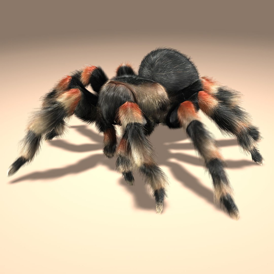 maya mexican tarantula fur https://p.turbosquid.com/ts-thumb/U2/OuBW1Q/IGK6XOAa/3/jpg/1370339917/1920x1080/fit_q87/2f332501ce651d51c2be5b498f9b5c91a7115444/3.jpg