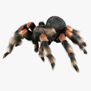 maya mexican tarantula fur