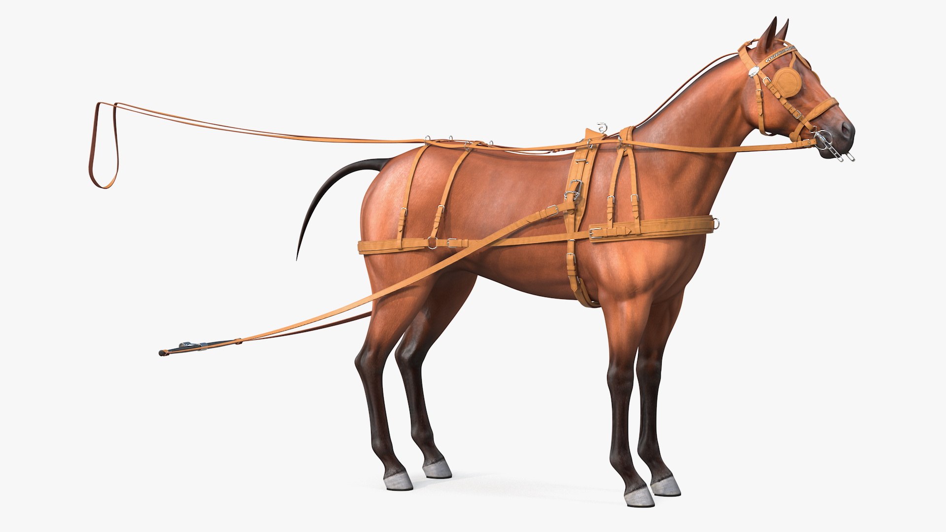 3D horse drawn leather driving model - TurboSquid 1582741