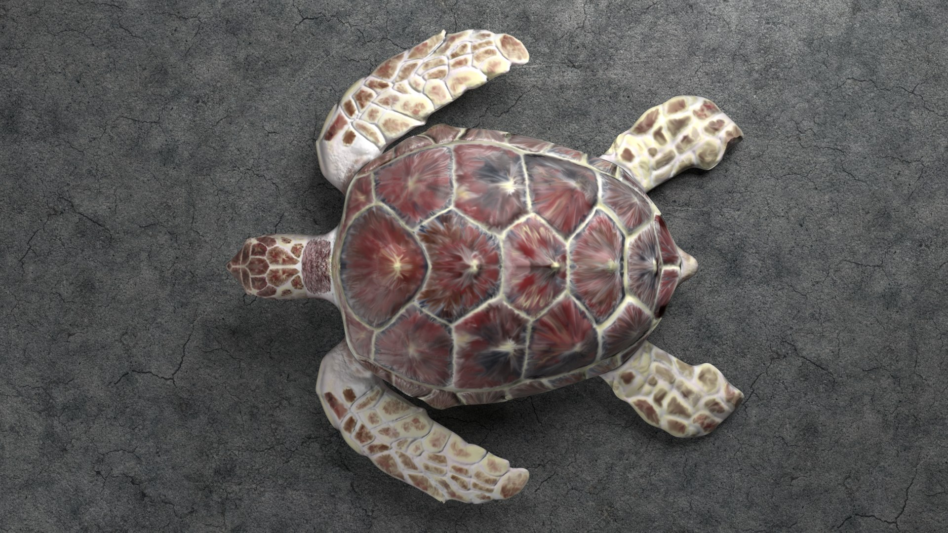 loggerhead sea turtle 3d model https://p.turbosquid.com/ts-thumb/U2/bYtSMY/7BRAwAFz/seaturtlewithmaterialtopview/png/1468353683/1920x1080/fit_q87/217218bf7cbb7088d42b816354a03215336f7832/seaturtlewithmaterialtopview.jpg