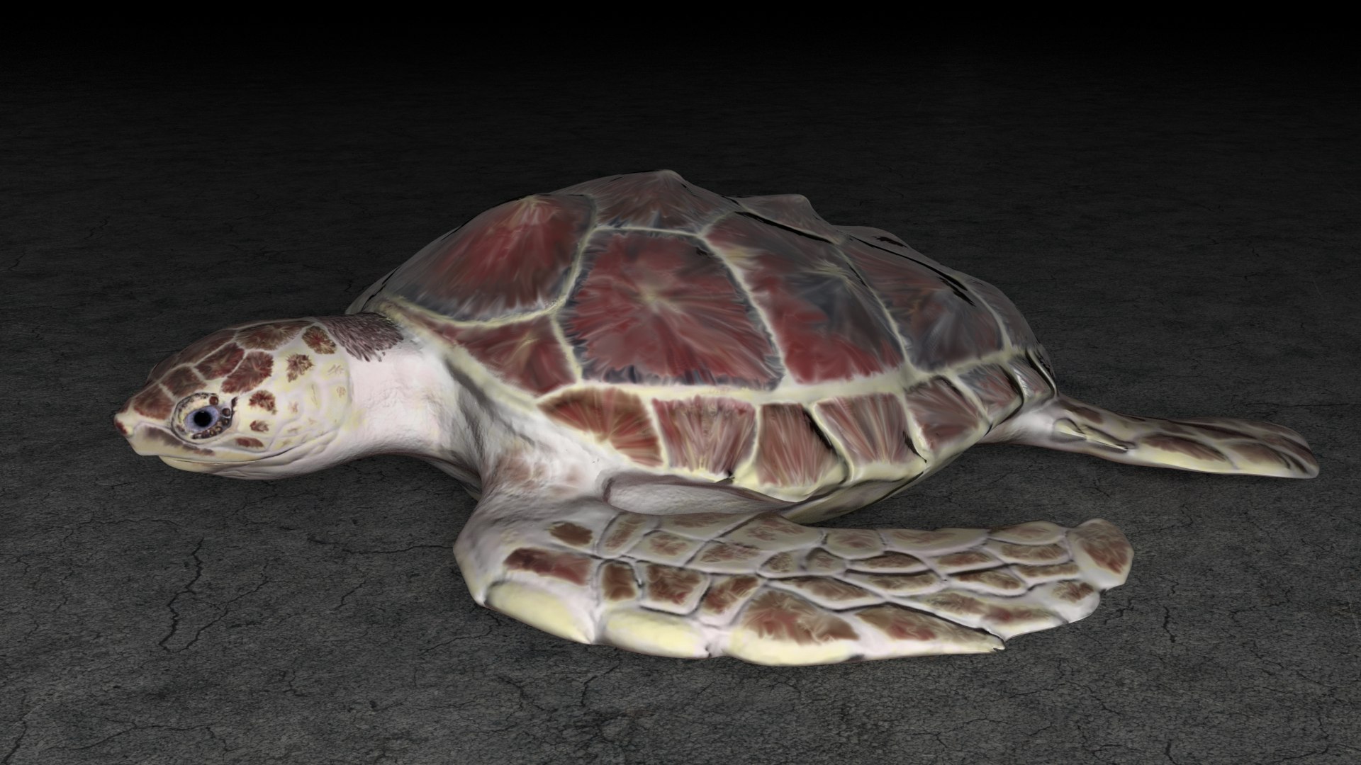 loggerhead sea turtle 3d model https://p.turbosquid.com/ts-thumb/U2/bYtSMY/bPPXqhGt/seaturtlewithmaterial2/png/1468353683/1920x1080/fit_q87/223e39d2a379c5494601a5164f0e672b1708716b/seaturtlewithmaterial2.jpg