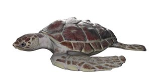 loggerhead sea turtle 3d model
