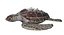 Sea Turtle