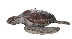 Sea Turtle