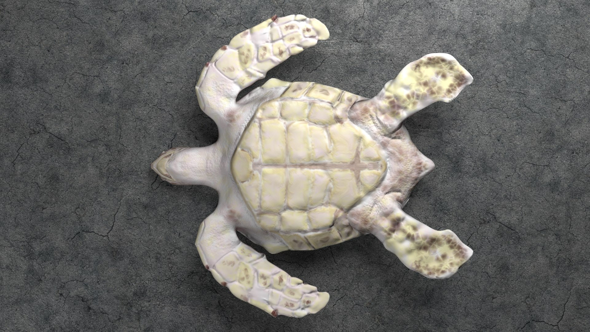 loggerhead sea turtle 3d model https://p.turbosquid.com/ts-thumb/U2/bYtSMY/t0Sx72pj/seaturtlewithmaterialbottomview/png/1468353683/1920x1080/fit_q87/f56bfa04e9d173dc14f8f852a25bee5d8a974e45/seaturtlewithmaterialbottomview.jpg